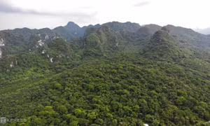 Rừng lim cổ thụ lớn nhất xứ Thanh