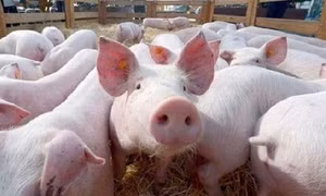 Giá lợn hơi phải trên 60.000 đồng/kg người chăn nuôi mới có lãi