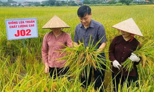 Nhân rộng các giống lúa chất lượng cao