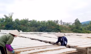 Để nâng tầm sản phẩm OCOP chủ lực ở Bình Liêu