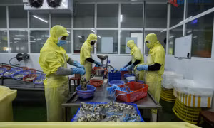 Đưa hoạt động chế biến hải sản vào nền nếp