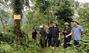 Quản lý, bảo vệ rừng bằng công nghệ