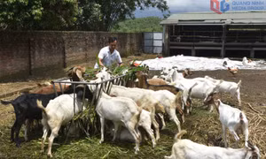 Cấp mã vùng nuôi thủy sản và gia súc, gia cầm