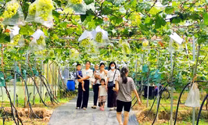 Check-in mùa nho sữa chín ở Bình Liêu 