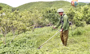 Động lực phát triển kinh tế của CCB đặc khu Vân Đồn