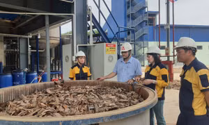 Đưa cây quế thành cây lâm nghiệp chủ lực giá trị cao