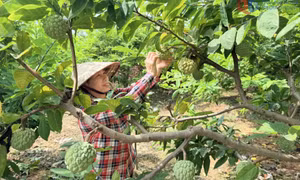 Tín dụng chính sách tiếp sức tạo sinh kế