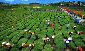 Kết nối sản phẩm OCOP với du lịch