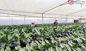 Thúc đẩy tín dụng nông nghiệp, nông thôn 