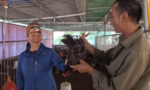 Đi lên từ chăn nuôi gà