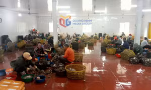 Đầm Hà: Xử lý nghiêm các cơ sở sơ chế hàu tự phát