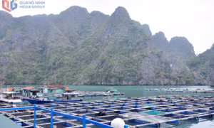 Khai thác du lịch gắn với nuôi trồng thủy sản tại Vân Đồn