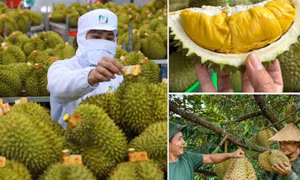 Không mở rộng diện tích sầu riêng; tập trung nâng cao năng suất, chất lượng