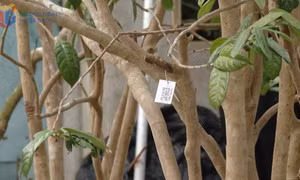 Gắn mã QR cho cây