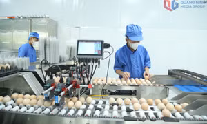 Chuẩn hóa quy trình sản xuất trứng gà Tân An
