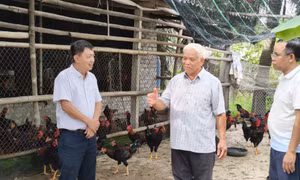 Tạo "lá chắn" phòng dịch cho đàn vật nuôi