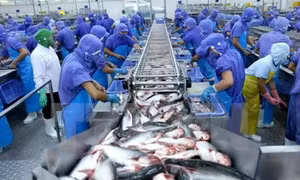 Xuất khẩu cá tra sang thị trường UAE tăng trưởng mạnh