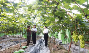 Quảng Yên: Người đầu tiên trồng thành công nho sữa Hàn Quốc tại địa phương