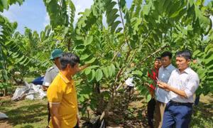 Đào tạo nghề gắn với tạo việc làm cho nông dân