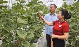 Thúc đẩy kinh tế tập thể phát triển bền vững