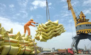 Giá gạo xuất khẩu chạm mốc 1000 USD, xuất khẩu gạo tiếp tục khởi sắc