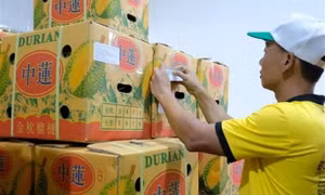 Tăng sức cạnh tranh cho ngành hàng sầu riêng