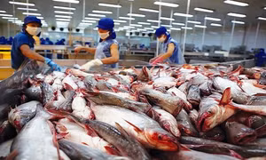 Xuất khẩu cá tra sang EU tăng trưởng không ổn định