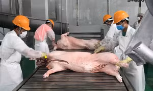 Xuất khẩu thịt và sản phẩm thịt tăng tháng thứ 3 liên tiếp