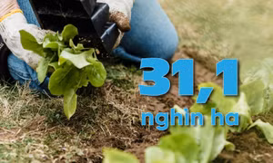 33,1 nghìn ha - là ước tính tổng diện tích gieo trồng cây trên địa bàn tỉnh 6 tháng đầu năm