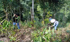 Trồng xen ba kích dưới tán rừng