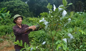 Đoàn kết giúp nhau giảm nghèo vững