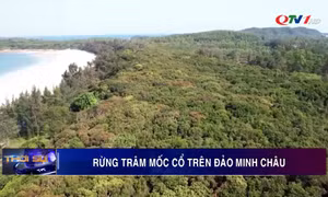 Rừng Trâm mốc cổ trên đảo Minh Châu