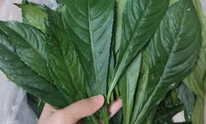 Loại cây mọc dại rất tốt cho sức khỏe