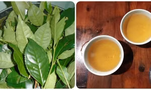 Uống chè xanh tươi mỗi ngày có tốt cho sức khoẻ?