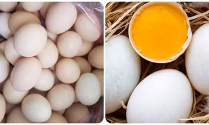 Ăn trứng vịt hay trứng gà tốt hơn?