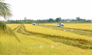 Lúa gạo Việt thành công từ giống tốt