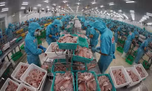 Xuất khẩu cá tra tận dụng cơ hội khởi sắc