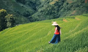 Chiêm ngưỡng ruộng bậc thang đẹp như tranh ngay gần Tà Xùa