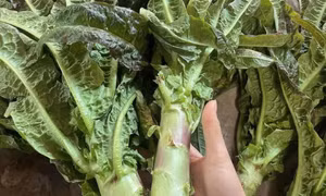 Loại rau dễ trồng giúp thải độc, ngừa ung thư