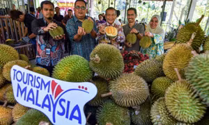 Malaysia mở loạt tour sầu riêng để hút khách