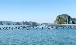 Phát triển thuỷ sản trở thành ngành kinh tế mũi nhọn