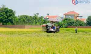 Đông Triều mùa lúa chiêm xuân