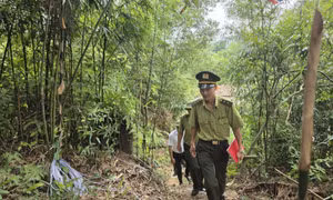 Hướng phát triển kinh tế rừng nơi vùng cao Kỳ Thượng