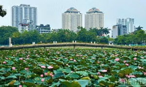 Hà Nội: Hồ Tây vào mùa sen đẹp nhất năm