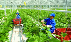 Nông nghiệp duy trì đà tăng trưởng tích cực, xuất siêu đạt hơn 8,4 tỷ USD