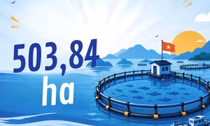 503,84ha - là diện tích khu vực biển đã được tỉnh giao nuôi trồng thủy sản