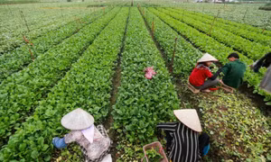 Việt Nam sắp có thêm tiêu chuẩn rau an toàn, nhưng không thay thế VietGAP