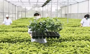 Tổ chức vi phạm về sản xuất, buôn bán giống cây trồng bị phạt đến 100 triệu đồng