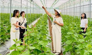 Hướng đi “xanh” của du lịch Việt