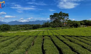 Đường Hoa định vị trên bản đồ du lịch